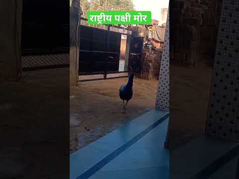 #Peacock#india #rastiay pakshi #youtube #susbsribe #youtubeshorts#shortvideo #share#trendingshorts#