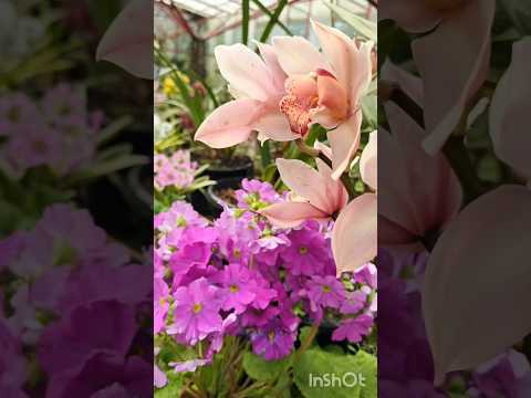 Plant Observatory -Gangtok|#viral #youtubeshorts#shortvideo #shortsfeed#shorts#trending#youtube