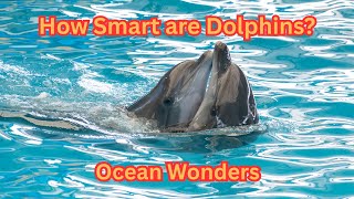 Amazing Dolphin Facts That Will Blow Your Mind