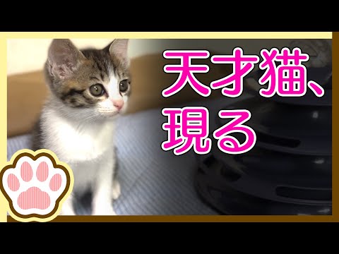 ゲージ生活4日目 天才猫、現る。もしくは超能力。気まぐれ猫ちゃん。