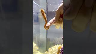 The most unique animal in the world? #letslearn