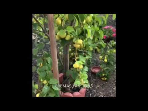 Apple Pear from my yard...Summer 2020 | Malayalam vlog