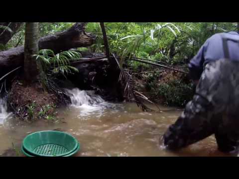 Rainforest Gold! Test before sluice.