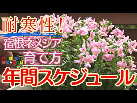 耐寒性！寒さに強い花－３℃でも大丈夫でした【宿根ネメシア】年間の育て方スケジュール用途色々鉢植え寄せ植え【ガーデニング】植え方.育て方.育ち方【園芸】