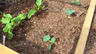 Bob Mel Garden raised bed update
