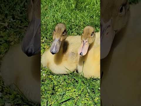 Duckling's First Walk #ducklings #raisingducks #babyducklings
