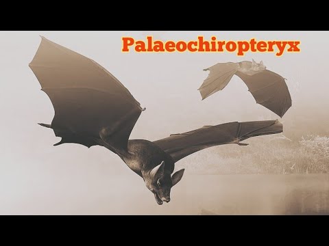 Todo sobre Palaeochiropteryx