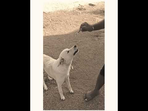 feed animals no body shows unstopable love than dogs. animal lover