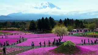 【4k】2024.4.26 富士芝桜まつり｜Fuji Shibazakura Festival2024