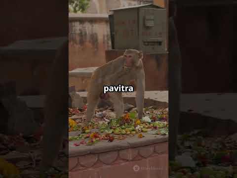25000 Rats Worshied #indiantemple #templestories #templesofindia #increadibleindia #facts