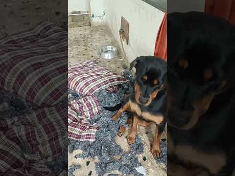 Guilty or Not Guilty | #kingofrottweiler #dog #shorts #youtubeshorts #rottweiler
