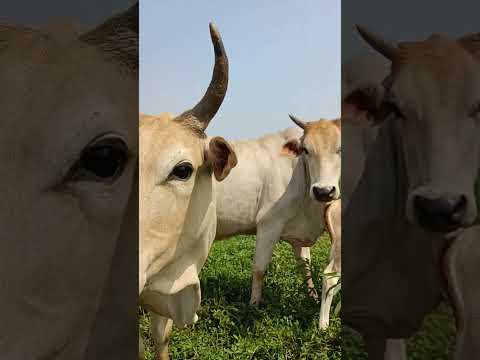 NANDI KO BABU HUWA 🎊😻  #viral #vlog #bihar  #nandi