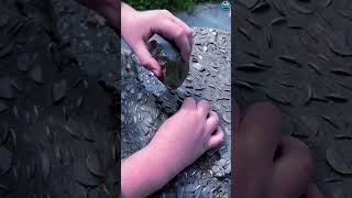 💰Coins Growing On Trees!? 😱Hashtag:#ShockingFinds