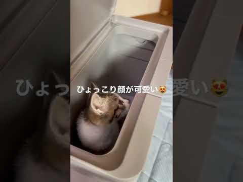 💩用ゴミ箱からのひょっこり顔