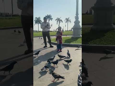 Cute babies feed pigeons #shorts