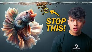 How MUCH / OFTEN You Should Feed Your Betta! | ULTIMATE BETTA FISH GUIDE