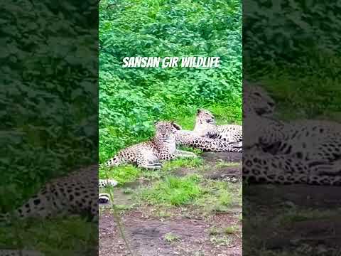 Leopard spotted at Sansan Gir wildlife|Gujarat #leopard #africanleopard #wildlife #animals #cheetah