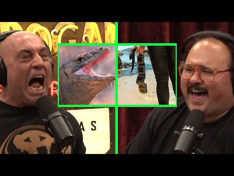 Joe Rogan: NASTY komodo dragons and survivors of their attack 😮#joerogan #joeroganexperience #komodo