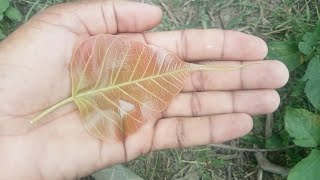 पीपल के पत्ते खाने के फायदे, पीपल के फल खाने के फायदे
