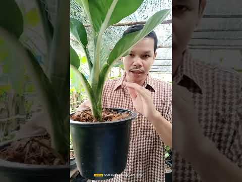 ต้นหงสาบารมี Dieffenbachia Duguensis Prestige