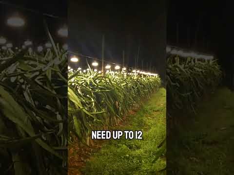 Viral Lights In Dragon Fruit Farm.