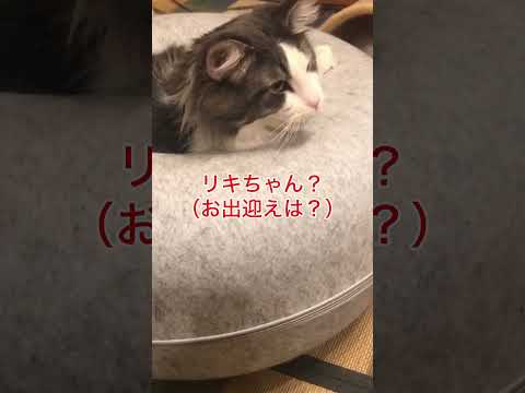 めんどくさそうにお出迎えするリキ#ノルウエージャンフォレストキャット #猫のいる暮らし #cat #癒し猫 #あくび