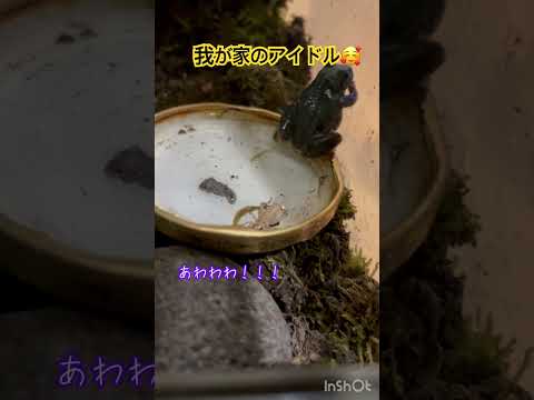我が家のアイドル🥰♯アマガエル♯カエル♯ペット♯かわいい♯イエコ