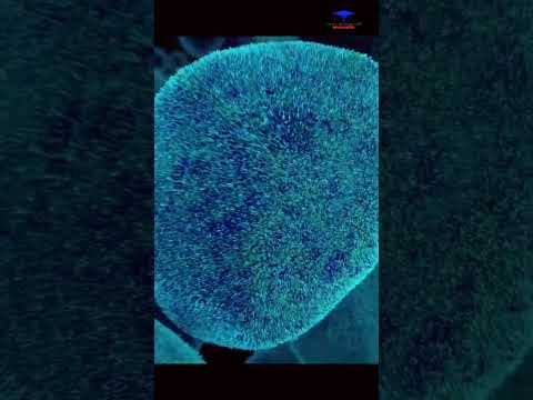 cell and cell membrane #3d   #medicosphere #viral #shorts #medicos #anatomy #physiology #cell
