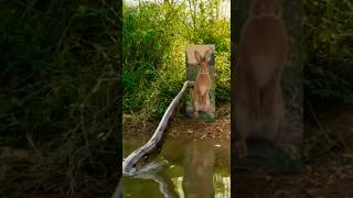 This Giant Python Keeps Attacking a Fake Rabbit😭 #Shorts #youtubeshorts #Python#Snake#Wildlife