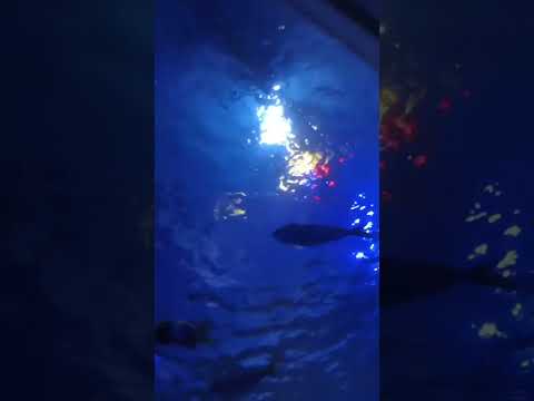 Just keep swimming