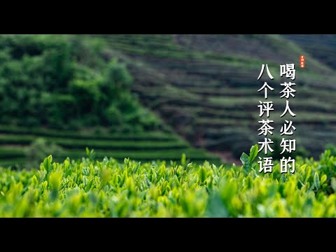 找茶 / 喝茶人必知的8個評茶術語