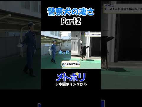 【メトポリ】警察犬の凄さ Part2　#shorts #警視庁 #警察犬 #dogpolice