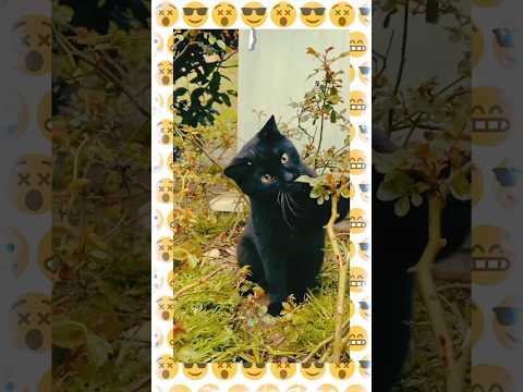 Black cat || Funny black cat||cat #cat #catbehavior #kitten #cats #catvideos