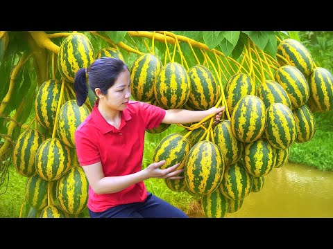 TIMELAPSE: Harvesting 1000 + Kg Cantaloupe,Luffa In Garden To Sell At Market|Tieu Ca -Free Bushcraft