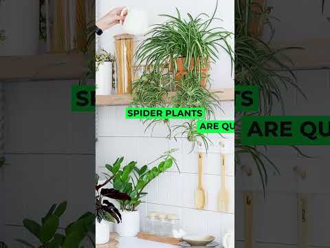 About Spider plants #houseplants #shortvideo #plants #viral #indoorplants