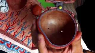 follicular development/ovulation