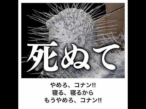 【金的】殿堂入りボケてがマジでツッコミどころ満載だったwww【1482弾】