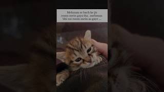 Mehman 😢🥺 #shorts #memes #tweetreels #relatable #mehmaan #reels #aestheic #cat #sad