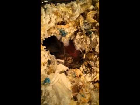 倉鼠 三線鼠 出生紀錄 三線鼠寶寶 【DAY19】