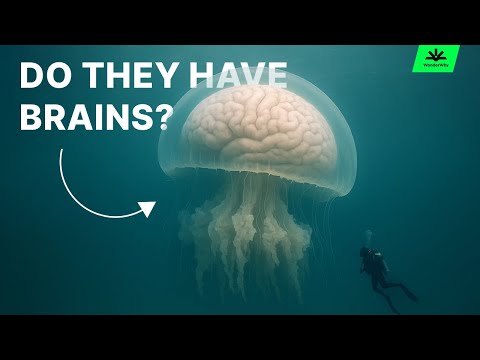 No Brain, No Problem: The Creature That's Winning at Life