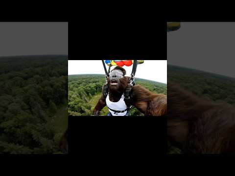 Bigfoot goes Skydiving #bigfoot #veo3 #bigfootvlog #forest #funny #vlog