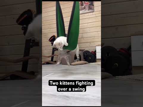 Kittens fighting over a swing