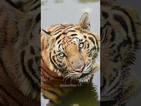 "Why Tigers Choose to Live Alone" #wildanimals #shorts #tigers