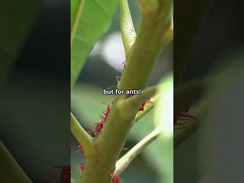 Three Terrifying Ways This Fungus Turns Ants Into Real-Life Zombies! #fascinatingcreatures #animals