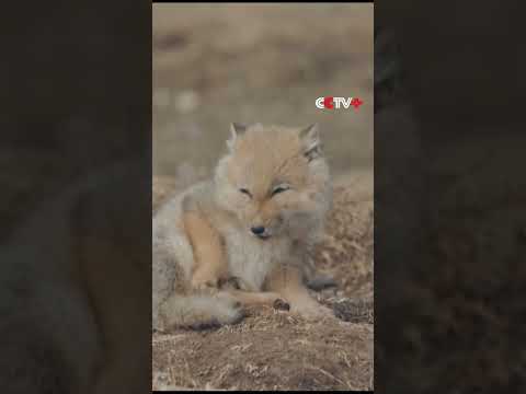 Tibetan Fox Cubs Spotted Basking in Sun in Northwest China's High-altitude Grassland