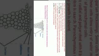Class XI Biology Practical B. 3. T.S. of root | #shorts | @elearn2bsmart | Cl XI Bio pract Ans Key