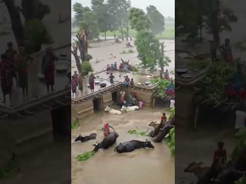 "Rising Water In Village"#yt #youtubeshorts #shortvedio2025 #villagerlifestyle #ytshorts