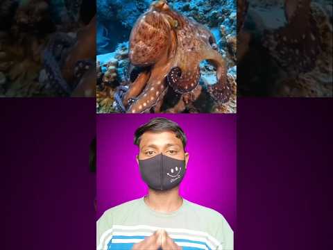 क्या आप जानते हैं मादा ऑक्टोपस एक बार में? || Did you know Female octopus at once? #facts #shorts