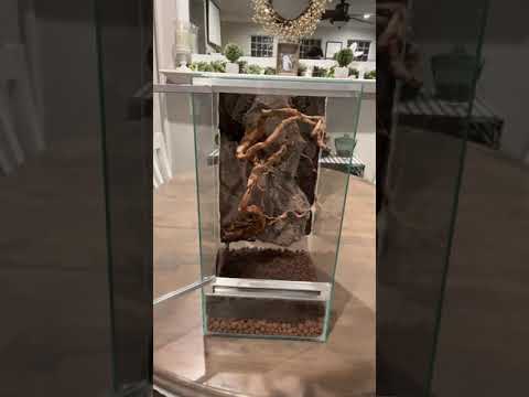 Brand New *CUSTOM* Enclosure Build! #shorts #animals #reptiles #science