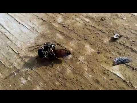 Wasp kills horsefly
